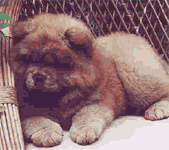 Imagem do Chow-Chow